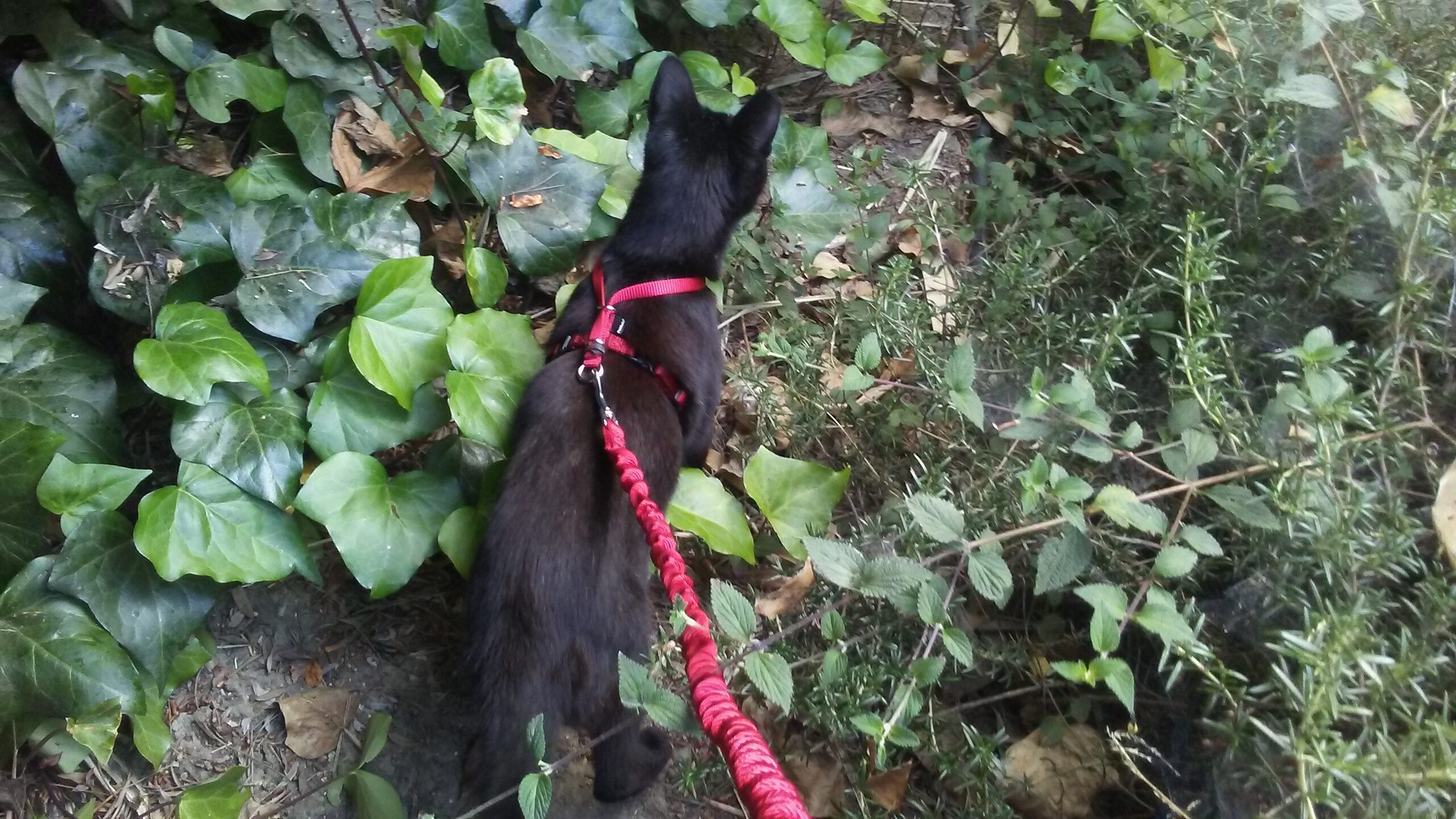 Come With Me Kitty Walking Harness & Bungie Leash